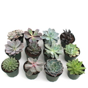 4" Echeveria Assortment  